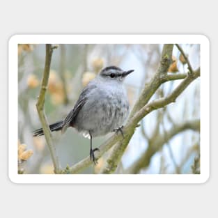 Catbird on Rose of Sharon branch Sticker